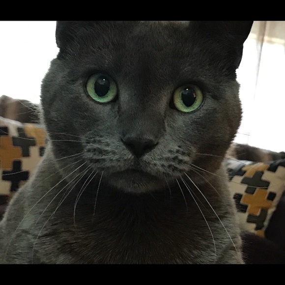 Posh Ambassador - Lynn T. - Picture 5 of 9